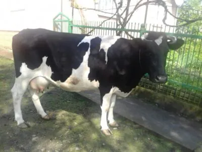 Куплю бика , корову, телицю