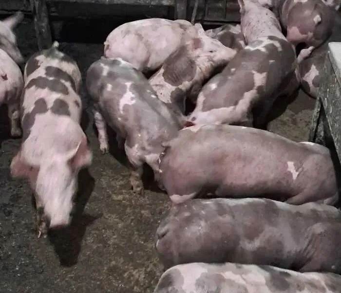 Поросята Макстер