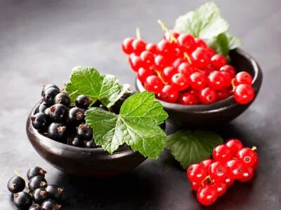 Лучшие сорта смородины